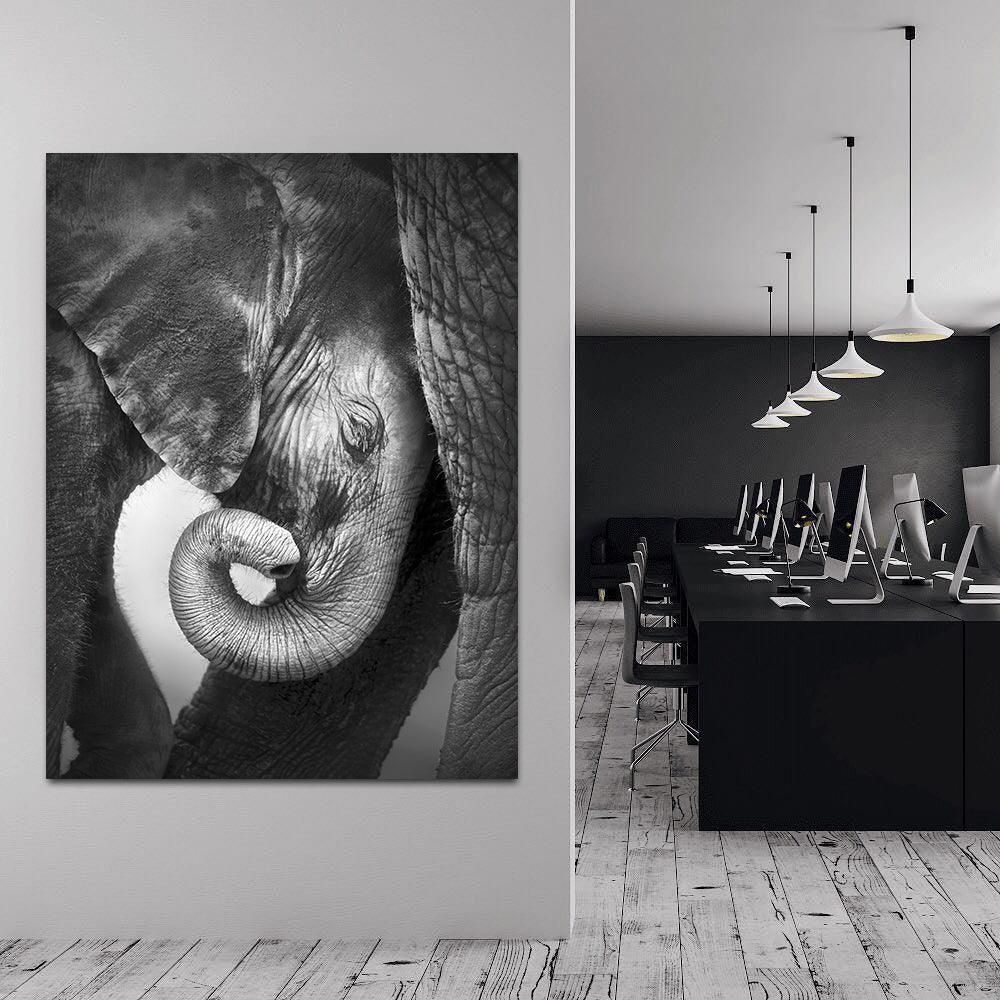 Tableau sur toile - Petit éléphant noir et blanc